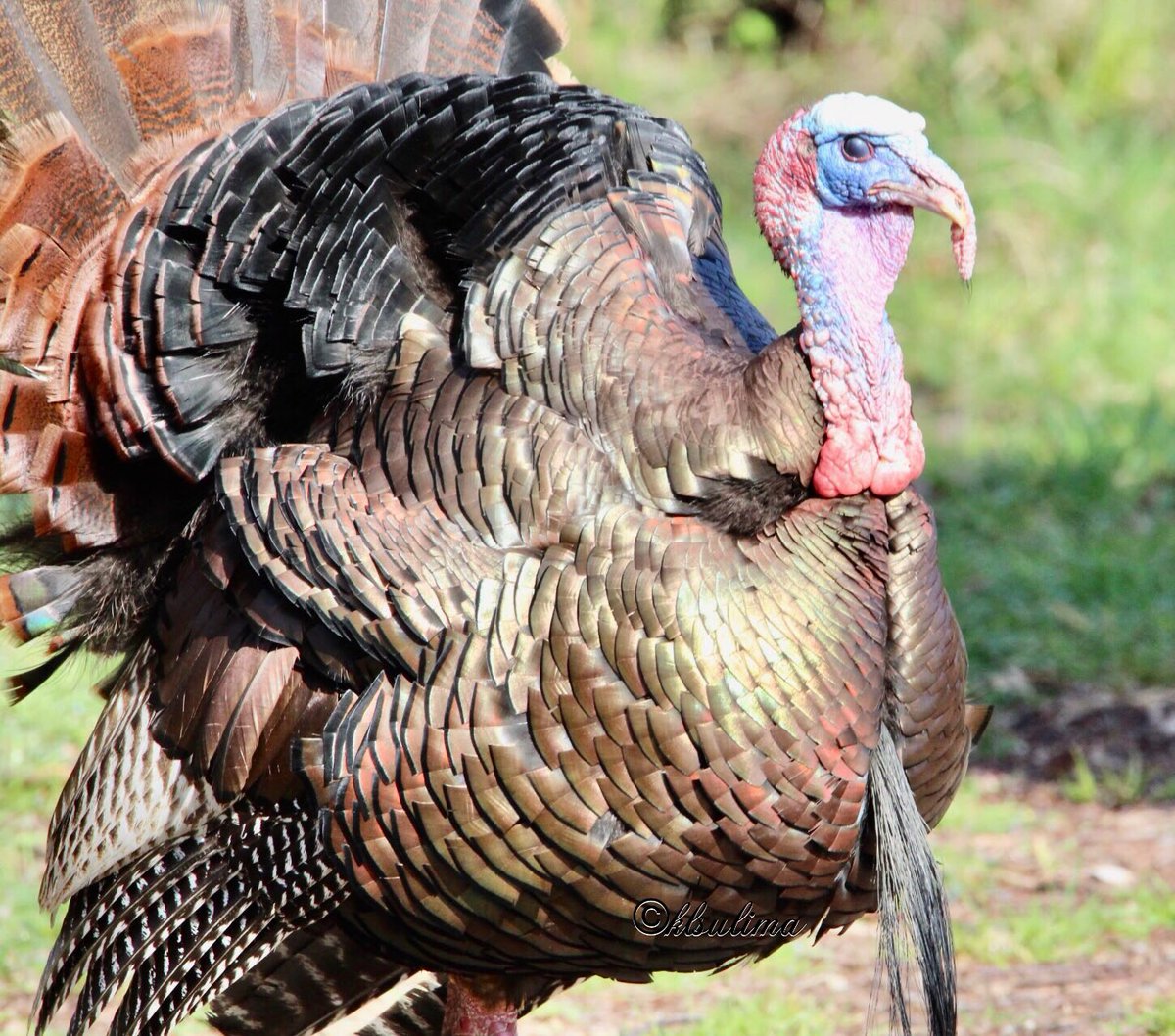 Happy Thanksgiving to you and your family!