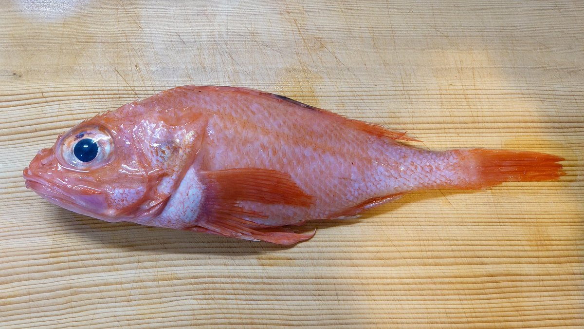 Akiyuki Imanishi 近所の魚屋で小さいめんめが280円 頭は邪魔なので落として文化干しにしますよ めんめ きんき キチジ 魚 開き 干物 文化干し Akiyuki Imanishi 近所の魚屋で小さいめんめが280円 頭は邪魔なので落として文化干しにしますよ めんめ きんき キチジ 魚 開き 干物 文化干し