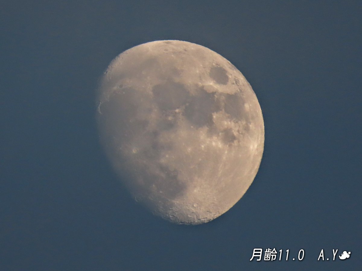 yumeasutw's tweet photo. 今宵も月が綺麗です✨
🌟
✨🌔✨
晴れ渡る
南東の #夜空 に輝く
🌔✨ #宵月 (19:28/月齢11.2)
右上に寄り添う
赤い星は #火星 です。
#ビーナスベルト が彩る #夕空 に
昇る白いお月様(16:14/月齢11.0)
#今日のお月様
#月 #moon
#巻雲
#宙の名前
#空の名前
#a2020 #a1126 #a202011 https://t.co/7RxKoHusFU