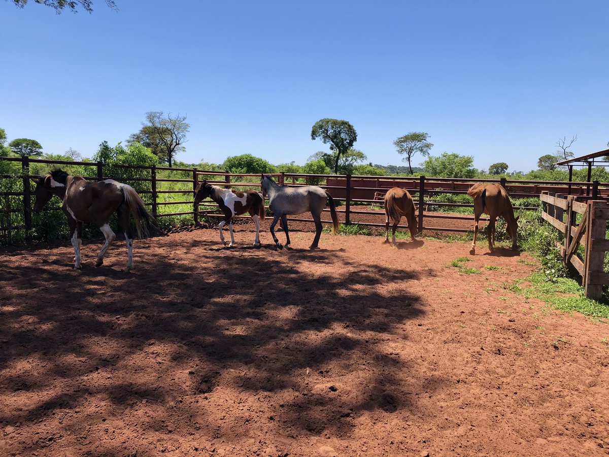 They’re on their new home! Will stay on a pasture close to the other horses, but we will wait few days to mix them all together, so they have a chance to see and get more used to each other and to the new home.. and that’s the thread..And a special thanks to  @valerialabate