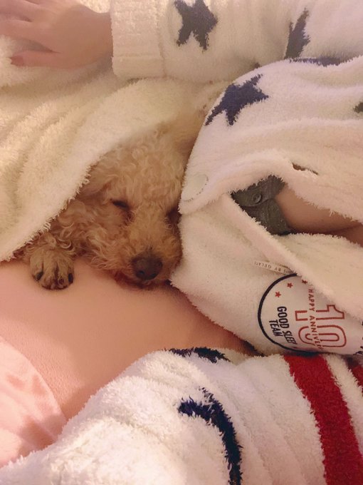 凄まじくべったりなチャチャの甘えん坊🐶 でも、この前足かけてる体勢、きつくないのかしら🤔 https://t.co/bKJxR6glwC<a href="/tag/wbc2023"class="tags"><span>#wbc2023</span></a>