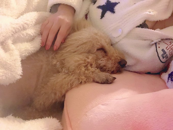 凄まじくべったりなチャチャの甘えん坊🐶 でも、この前足かけてる体勢、きつくないのかしら🤔 https://t.co/bKJxR6glwC<a href="/tag/wbc2023"class="tags"><span>#wbc2023</span></a>