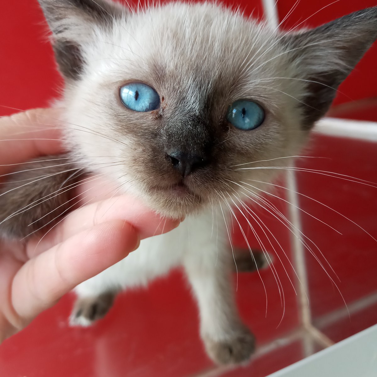 Animalerie D Agadir Maintenant Disponible Un Beau Chat Siamois Male Pure Race Avec Des Yeux Bleus Age D Un Mois Vermifuge Bien Discipline Et Habitue A La Litiere Ne Ratez Pas Animalerie D Agadir Maintenant Disponible Un Beau Chat Siamois Male Pure Race Avec Des Yeux Bleus Age D Un Mois Vermifuge Bien Discipline Et Habitue A La Litiere Ne Ratez Pas