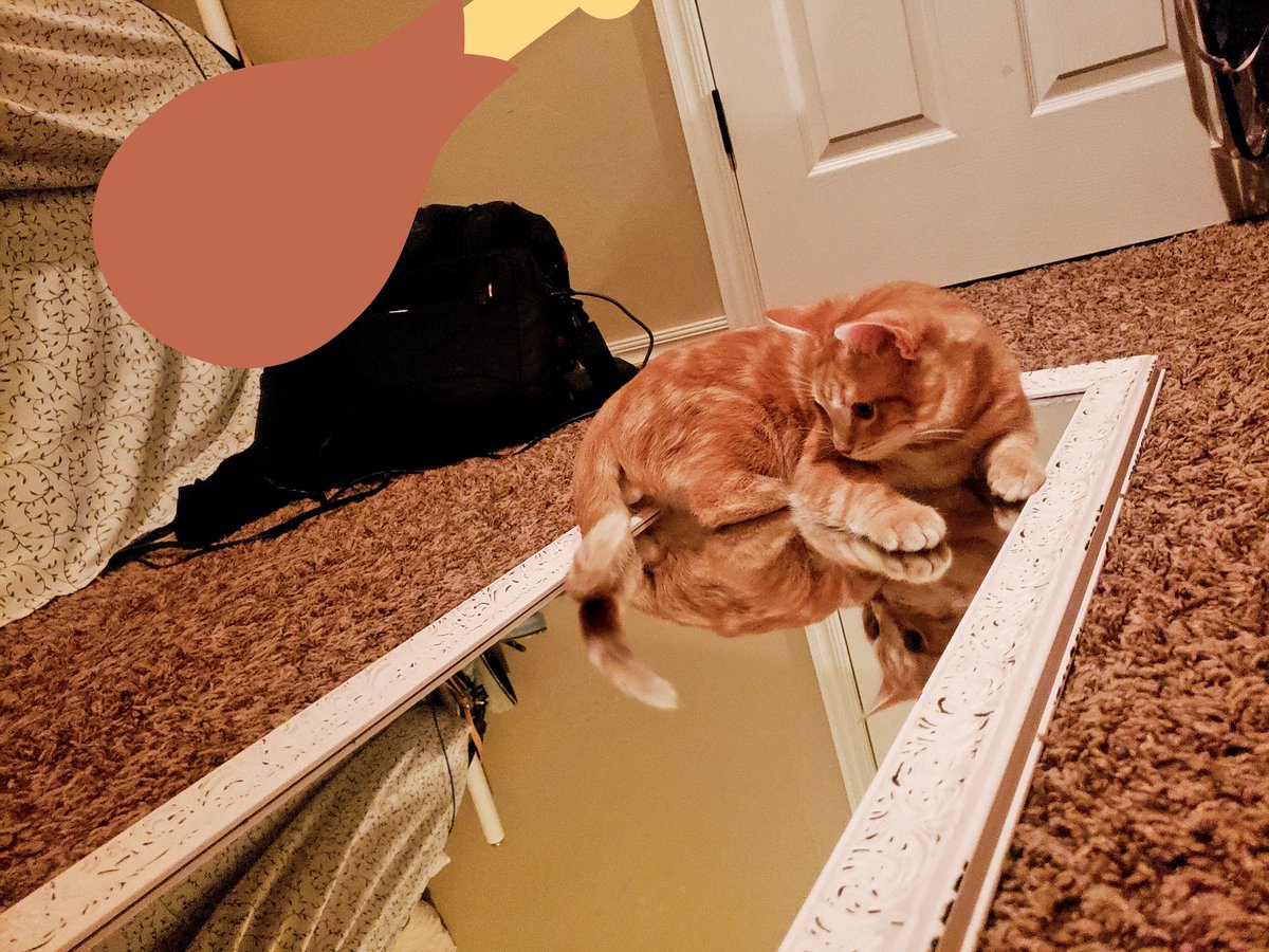 Happy Thanksgiving from the Yasuhiro Family and our little butterscotch.