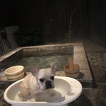 ツイートに含まれる画像