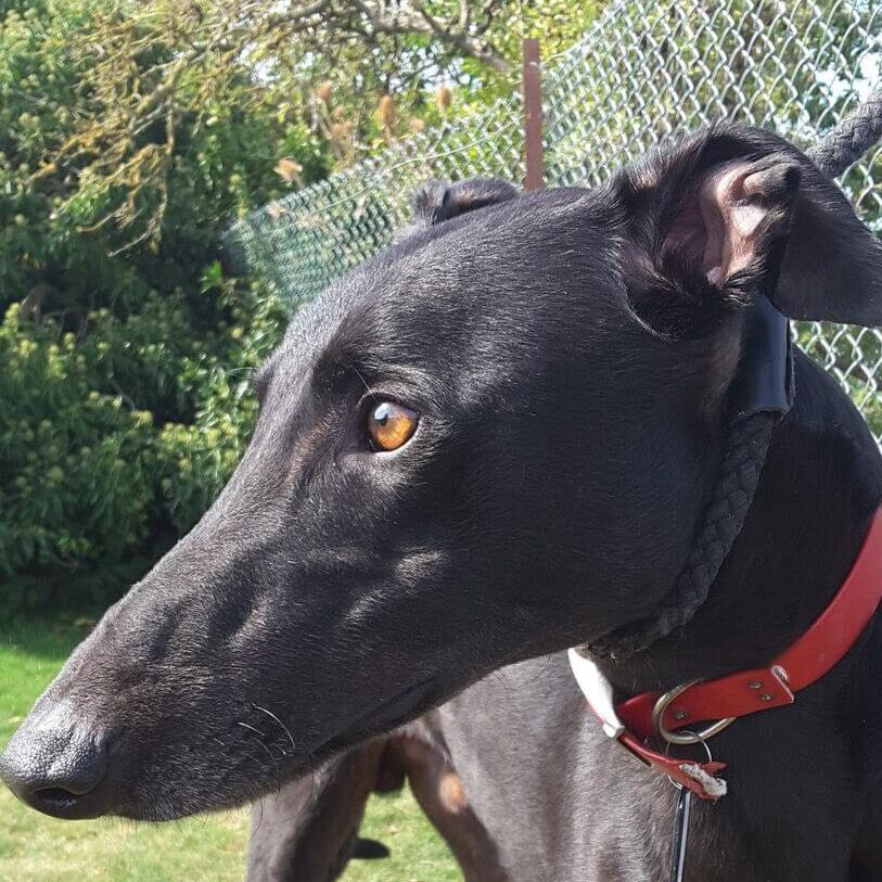 RetGreys_Cbury's tweet photo. Maria,Harry,Maggie and Hibi 💛all looking for their new homes and sofa 💛🏡Please call Brian or Steve if you sre looking to adopt a hound 💛on 07783 367032 ( appointments only)they really do make the most wonderful pets,companion and friend #RetiredGreyhoundsCanterbury #teamzay https://t.co/60LygqTqTP