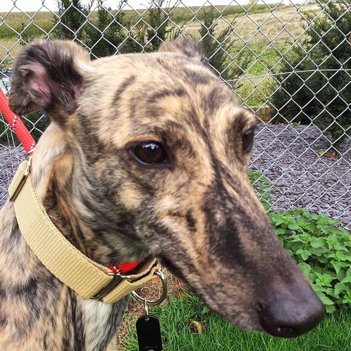 RetGreys_Cbury's tweet photo. Maria,Harry,Maggie and Hibi 💛all looking for their new homes and sofa 💛🏡Please call Brian or Steve if you sre looking to adopt a hound 💛on 07783 367032 ( appointments only)they really do make the most wonderful pets,companion and friend #RetiredGreyhoundsCanterbury #teamzay https://t.co/60LygqTqTP