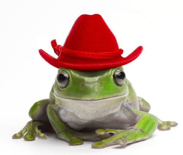 крутая жаба. лягушка в шляпке. лягушка картина. жабов. смешные жабы в шляпах.