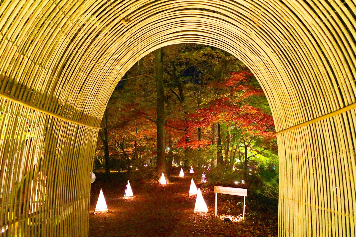Maco S Tweet 今夜の国営武蔵丘陵森林公園 紅葉見ナイトより 中央口からカエデ園 国営武蔵丘陵森林公園 森林公園 Shinrinkoen 紅葉見ナイト 紅葉見ナイト イルミネーション ライトアップ カエデ 紅葉狩り