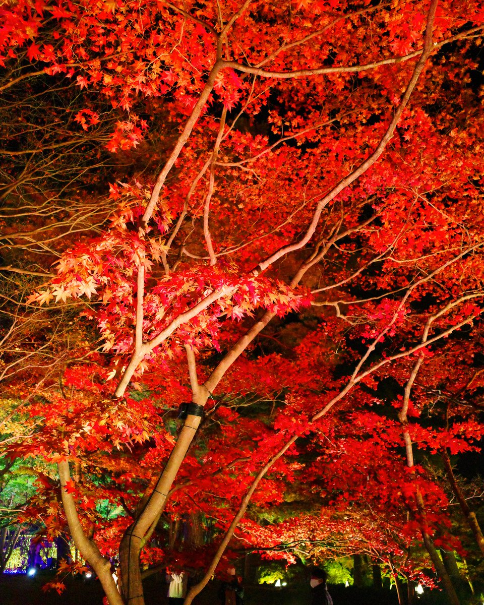 Maco S Tweet 今夜の国営武蔵丘陵森林公園 紅葉見ナイトより 中央口からカエデ園 国営武蔵丘陵森林公園 森林公園 Shinrinkoen 紅葉見ナイト 紅葉見ナイト イルミネーション ライトアップ カエデ 紅葉狩り