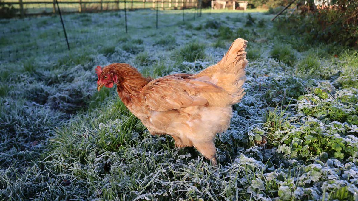 Frosty grass today for Peggy and the girls!
#happyhens #exbatts #exbatteryhens