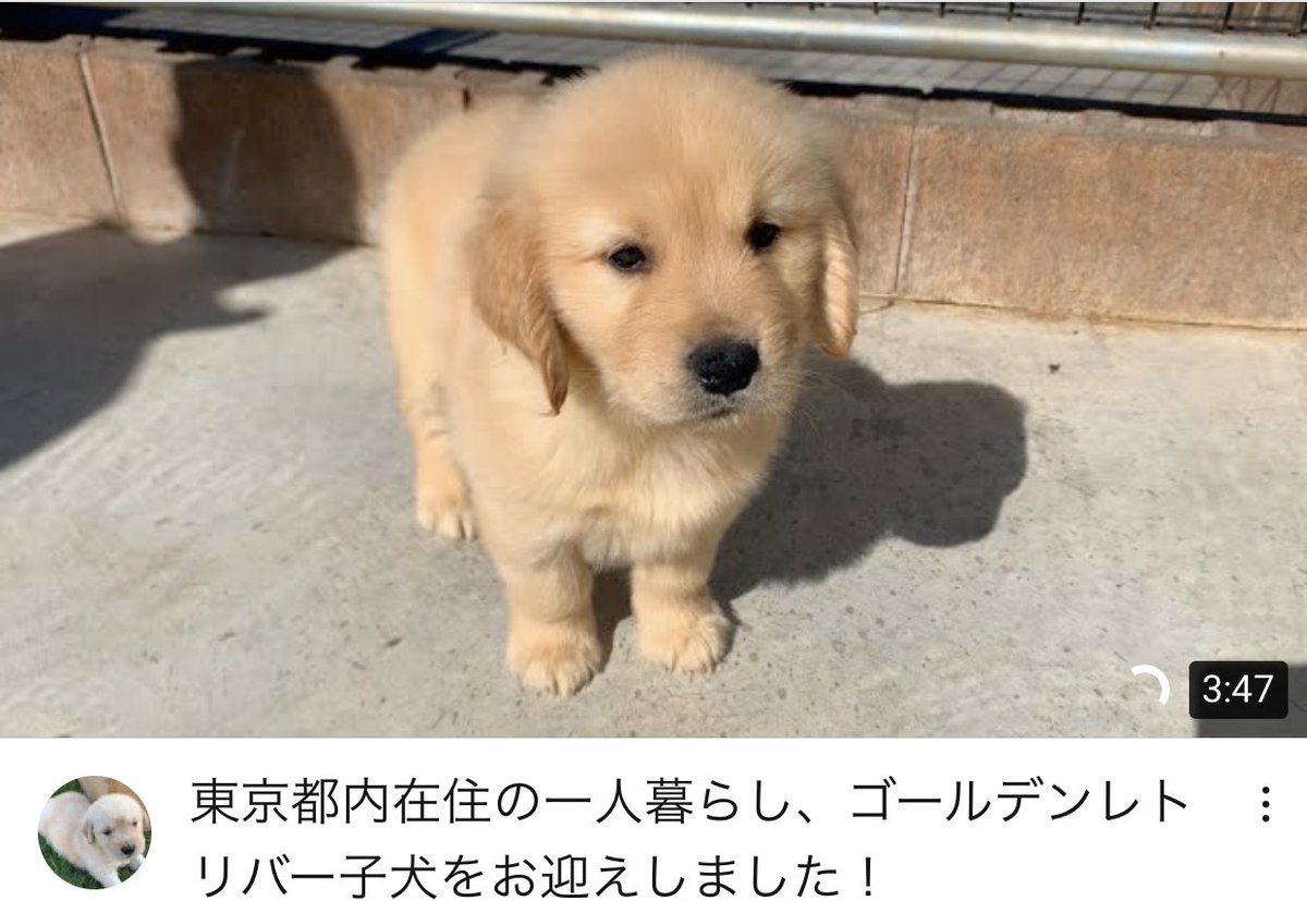 びすけ物語 ゴールデンレトリバー 東京都内在住の一人暮らし ゴールデンレトリバー子犬をお迎えしました T Co Botnjzm3pt Youtubeより ゴールデンレトリバー Goldenretriever Dog Puppy 犬のいる暮らし 犬 T Co Fvrkz8zedb