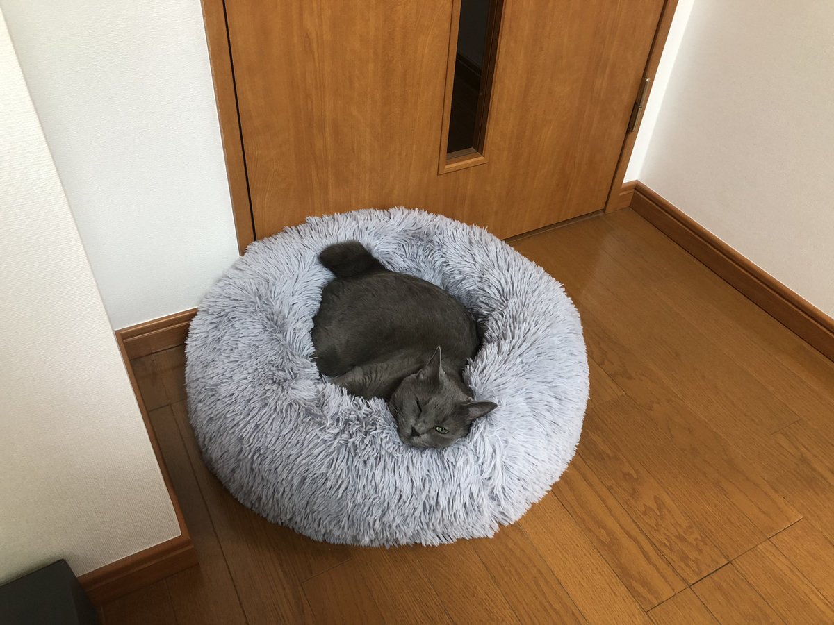 電話ポスターでベッドに横たわっている猫 2021年レディースファッション福袋特集