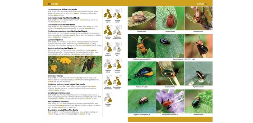 The most complete guide to insects ever published! 544 pages, over 2,300 species, updated maps & over 2,900 colour photographss. Sections on all insect groups, including beetles, flies, ants, bees & wasps. Now just £24.95. bit.ly/3l6Jbkn