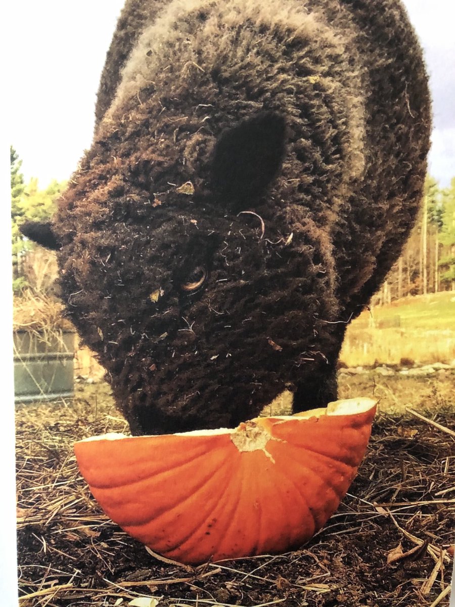 loaneybaloney's tweet photo. Here’s our pumpkin pie and Potato enjoying her pumpkin. Shout out to the photog, ⁦@atloane⁩ who took this classic sheep pic! #bluehubbardfarmyarns #knitting #Thanksgiving2020 https://t.co/dd9gfvs1rC