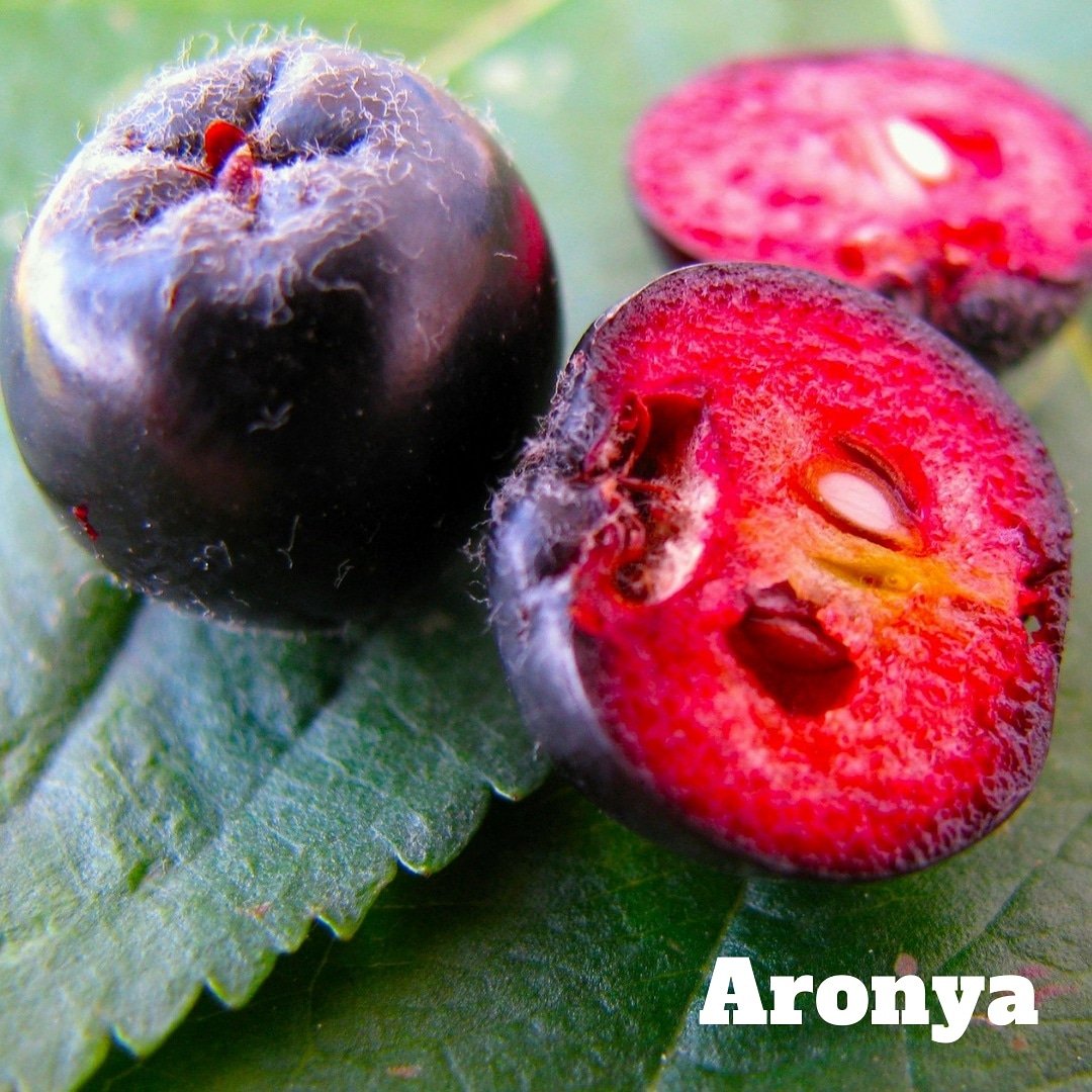 #Aronya yani #Chokeberry, yüksek antioksidan ve C vitamini deposudur.Virüslere karşı koruyan,bağışıklık sistemini güçlendiren ve hızlı iyileşme sağlayan Aronya, kolesterolü düşürür,kan şekerini düzenler,karaciğeri korur,böbrekleri çalıştırır, diyabet, kalp krizi riskini azaltır.
