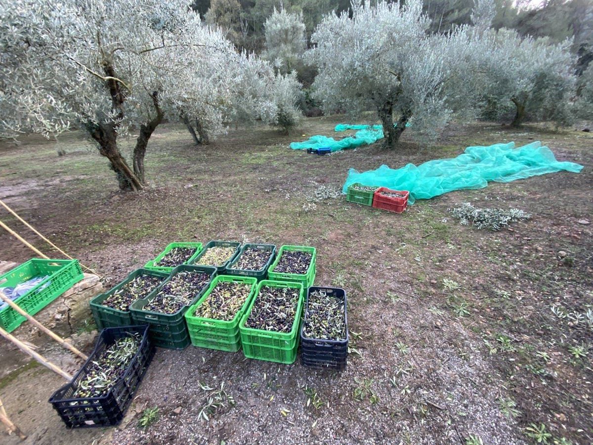 ConnectaNatura's tweet photo. 😍 És temps d'olives! Hem anat a #Xinquer per recollir-les. 
Com sempre, posem en pràctica mètodes que generen el menor impacte possible en el medi
Vos compartim algunes imatges per a què també podeu gaudir d'aquesta experiència!
#SerraEspadà #agroecologia #CustòdiaDelTerritori https://t.co/ilOBiKVbgJ