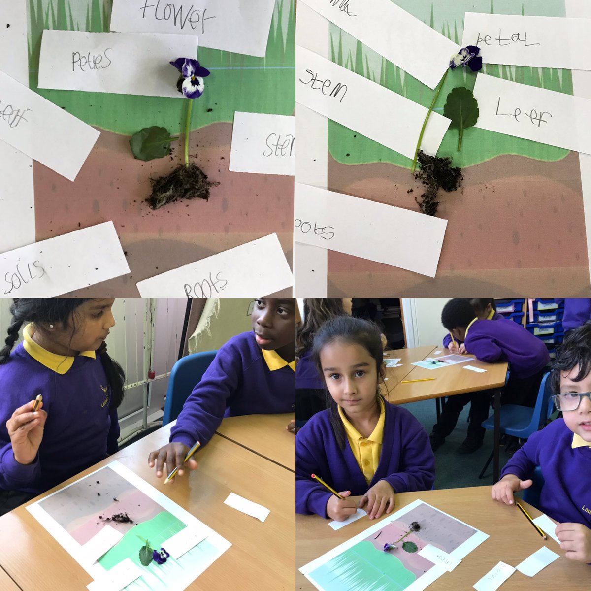 MissKhanLHS's tweet photo. Team Elm have used their knowledge of plant parts to reconstruct flowers destroyed by the Gruffalo! #scienceLHS ⁦@LHS_Watford⁩ https://t.co/XR1d80qOdh