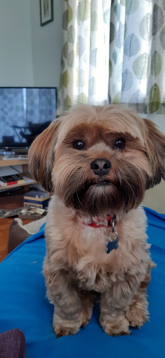 cyrilisinnocent's tweet photo. You bipeds are having it rough. Here's a picture of me to cheer you up. I look lovely, even in Tier 3! https://t.co/2hkd7mItiW