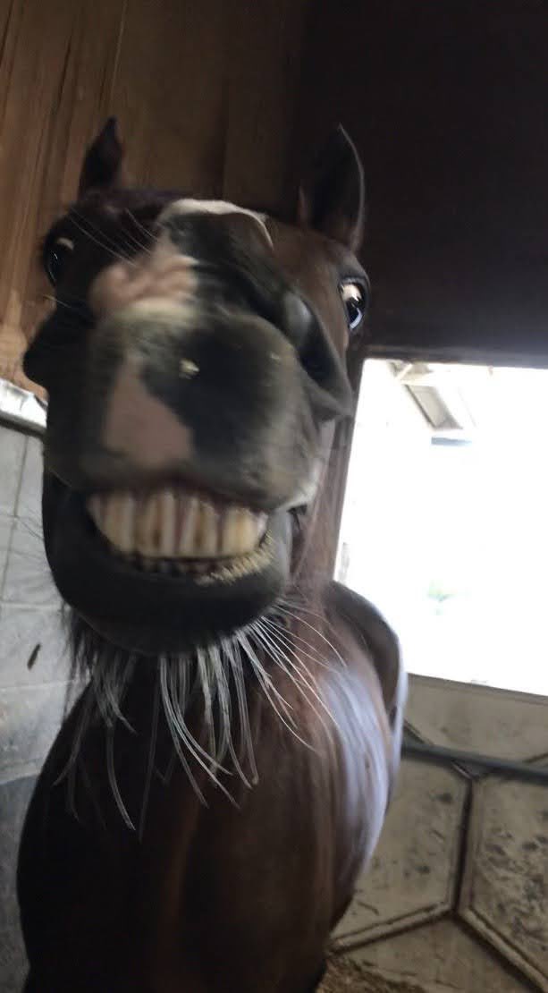 大阪市立大学馬術部 Uma Uma Ocu Twitter