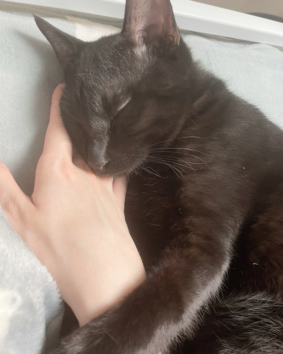SPRINGxOOR's tweet photo. うちの猫がどんどん可愛くなってゆく https://t.co/39yONpiGpU