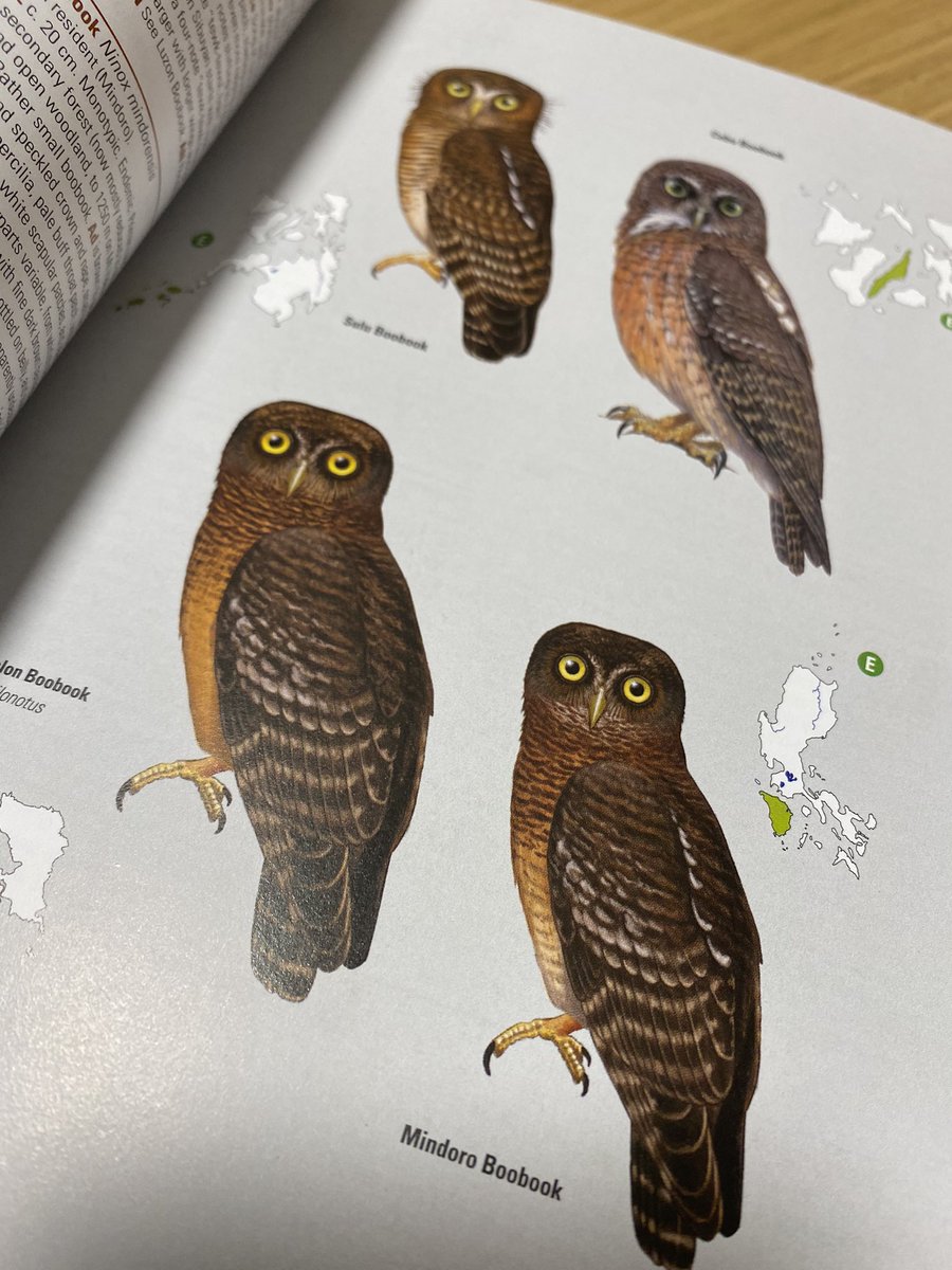 AlexMascarell's tweet photo. Ja la tinc!!!! La nova #BirdsofPhilippines de @lynxedicions! Una meravetlla com totes les de la col·lecció! M'encanta!!! Un altre viatge que hauré de reservar quan això passi! Gràcies @ArnauBB per la feinada editorial que t'has pegat en aquesta i la resta de guies! https://t.co/gB3oDrA0v4