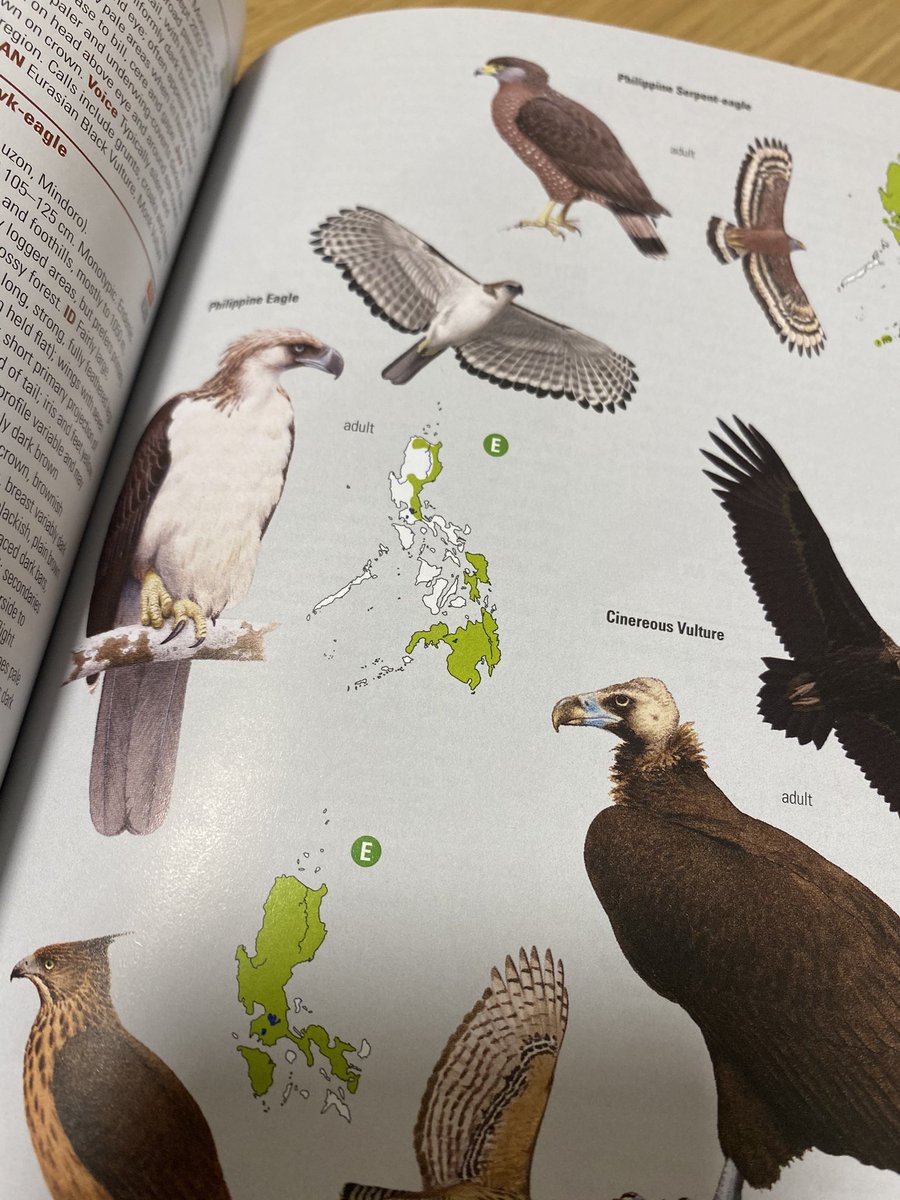 AlexMascarell's tweet photo. Ja la tinc!!!! La nova #BirdsofPhilippines de @lynxedicions! Una meravetlla com totes les de la col·lecció! M'encanta!!! Un altre viatge que hauré de reservar quan això passi! Gràcies @ArnauBB per la feinada editorial que t'has pegat en aquesta i la resta de guies! https://t.co/gB3oDrA0v4