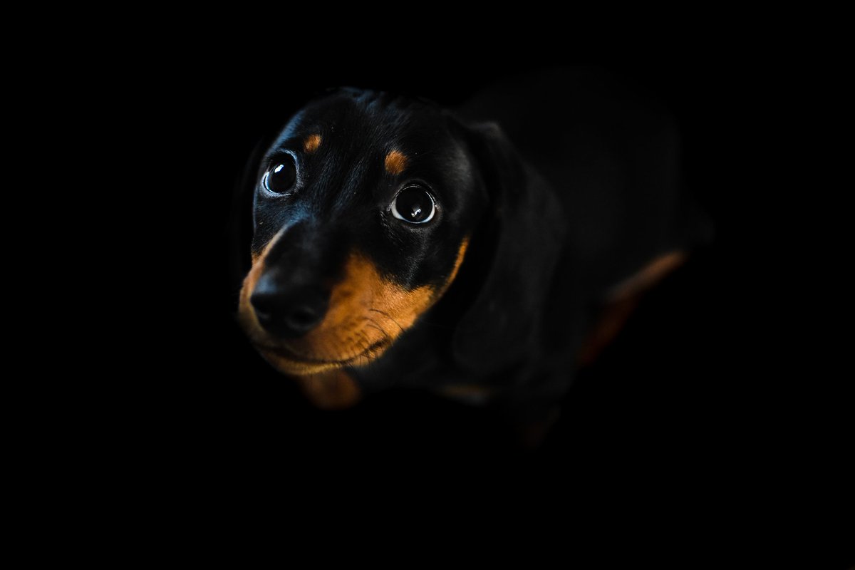 JH90Photography's tweet photo. Started doing portraits. Self taught. Learning how to take them with natural light, and editing them on @Lightroom 

Done three colours and three monochrome of our latest addition to the family, a puppy Dachshund called Sully. 

#dachshund #portraits #monchrome #dogportraits https://t.co/2lnDQQREoy