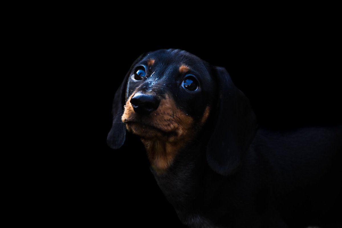 JH90Photography's tweet photo. Started doing portraits. Self taught. Learning how to take them with natural light, and editing them on @Lightroom 

Done three colours and three monochrome of our latest addition to the family, a puppy Dachshund called Sully. 

#dachshund #portraits #monchrome #dogportraits https://t.co/2lnDQQREoy