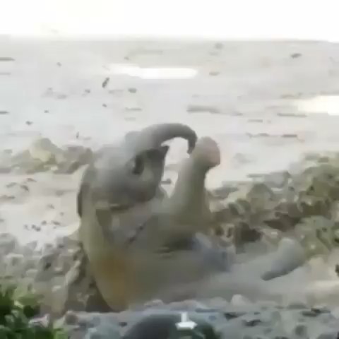 Elephants are reliable, many full of love 💖, true in their affections, predictable in their actions, grateful and loyal.
Difficult standards for people to live up to.
.
🐘they are just awesome ♥️
.
.
Credit 🎥  unknown .
#elephant #babyelephant