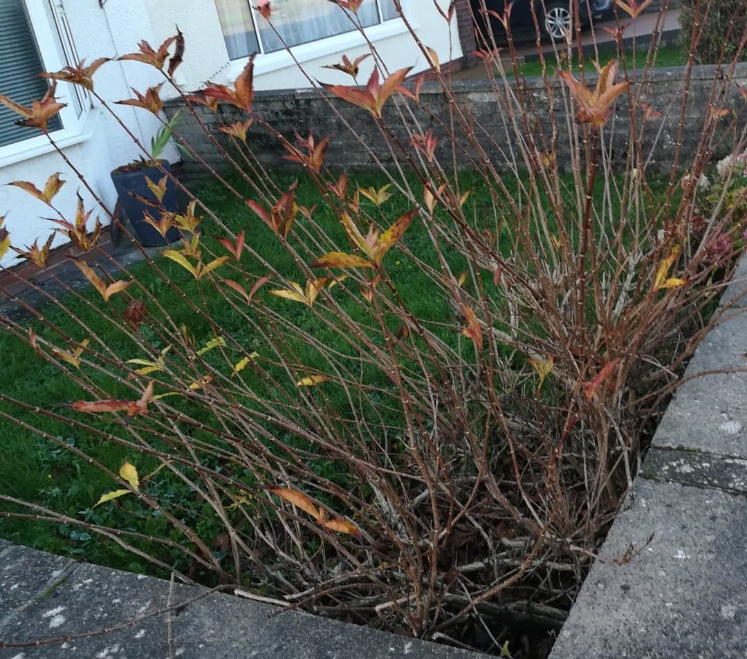 drdeininger.bsky.social tweet media