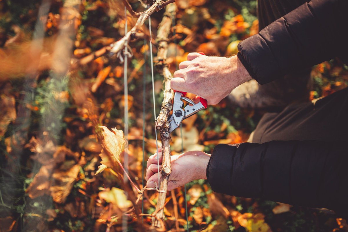 Pruning is the vinegrower's oldest act. It has been regulated in Champagne since 1938 in what is probably the most rigorous and detailed regulation on pruning of all AOC's. Only 4 manual pruning systems are allowed in Champagne: Chablis, Cordon, Guyot, and Vallée de la Marne.