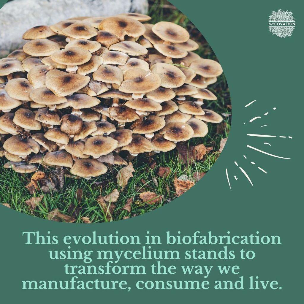 #Mycelium's fast-growing fibers produce materials used for packaging, clothing, food &amp; construction. Mycelium, when harnessed as a technology, helps create meatlike structures too. 

At #Mycovation, we are in the process of growing mycelium and transforming them into #superfoods.
