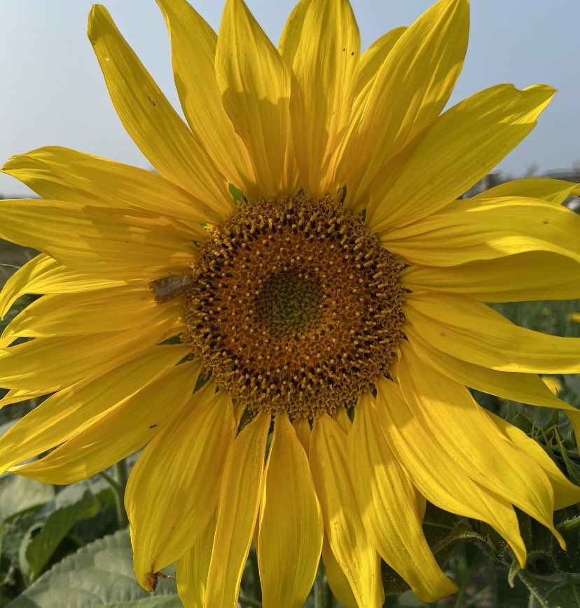 twinkleicce's tweet photo. жеелтый 🌼🌞💛 https://t.co/lhrilyWdpo