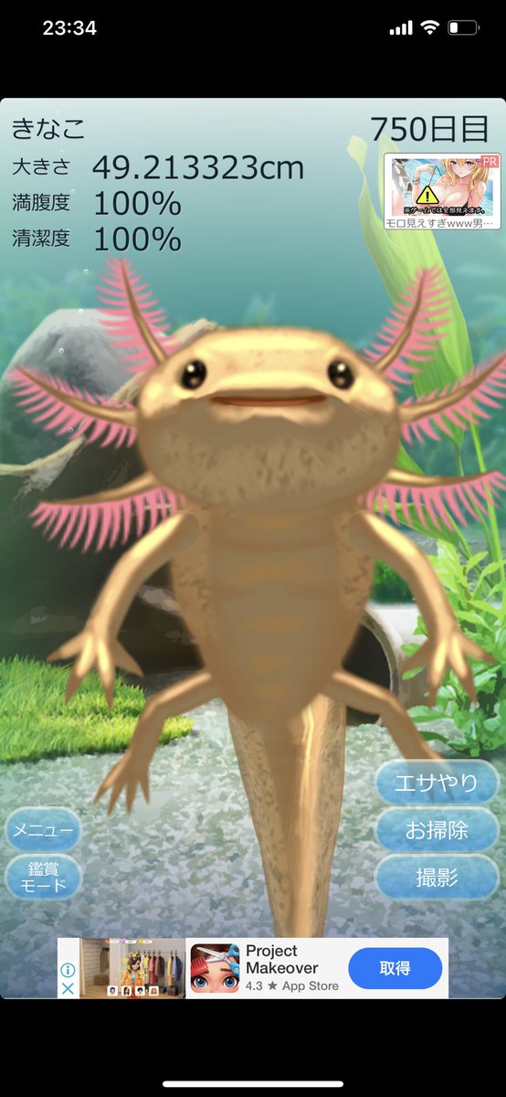 ウーパールーパー育成