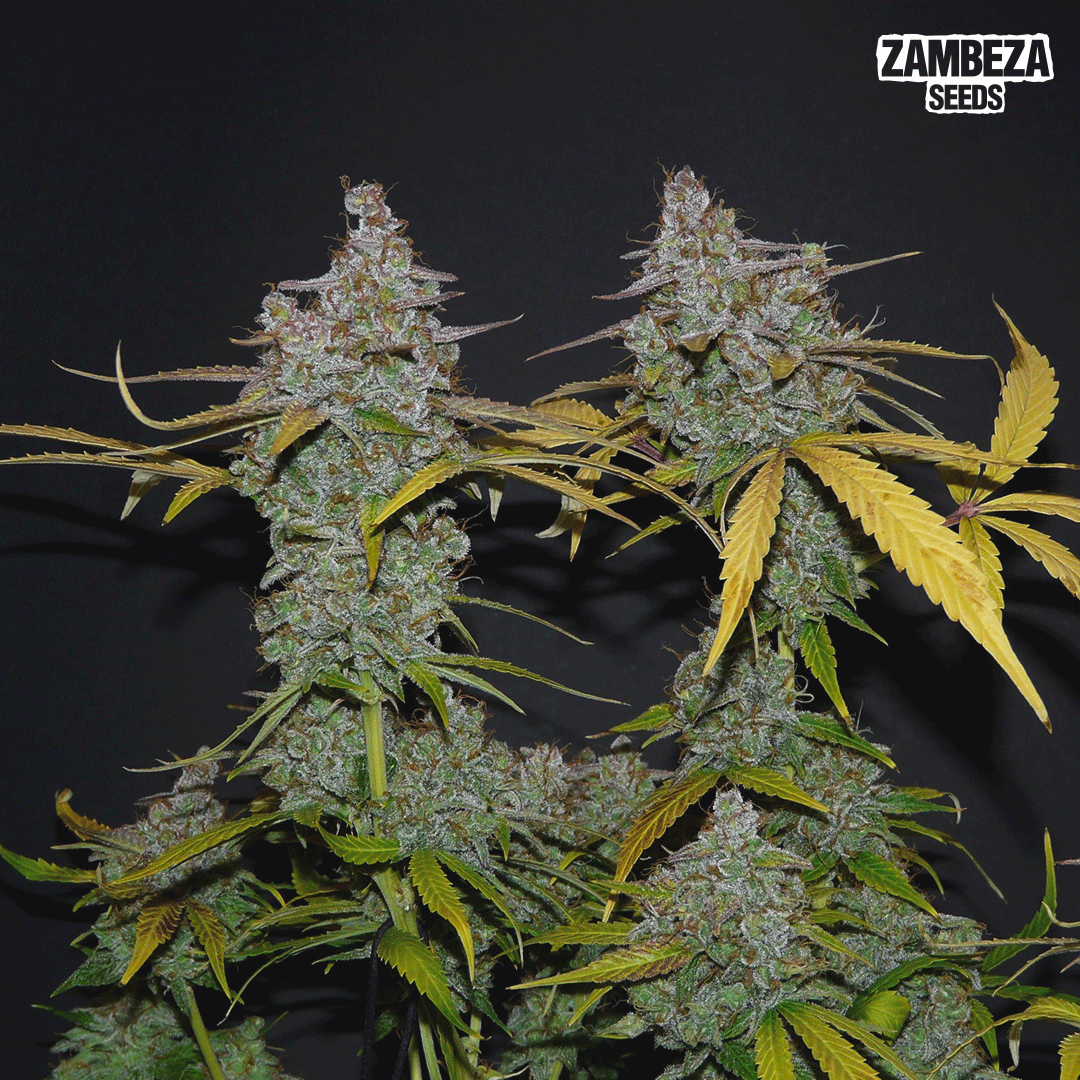 White widow XL from 📸Cannapreneur. Growing classic varieties will never be disappointing!

Have you ever grown these one?

Don't miss up to 60% discount on our site➡zambeza.com

Only 48h Extra!🤩