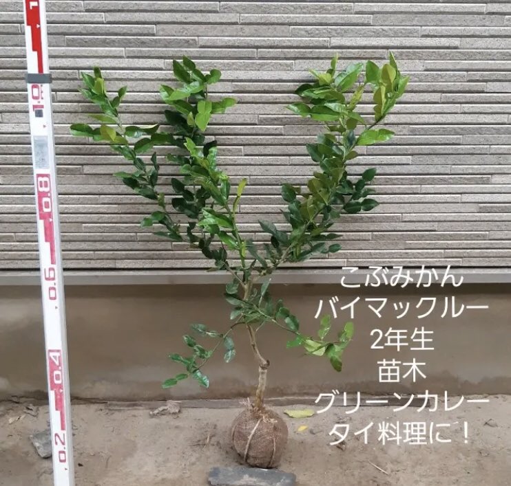 Yuko ペンギン飴細工 こぶみかん バイマックルー の2年生接木苗がメルカリで4580円送料込みで売られてるの見ましたよ もし気になったら わっちんさん という出品者の方に在庫を問い合わせてみるといいかもです Yuko ペンギン飴細工 こぶみかん バイマックルー の2年生接木苗がメルカリで4580円送料込みで売られてるの見ましたよ もし気になったら わっちんさん という出品者の方に在庫を問い合わせてみるといいかもです