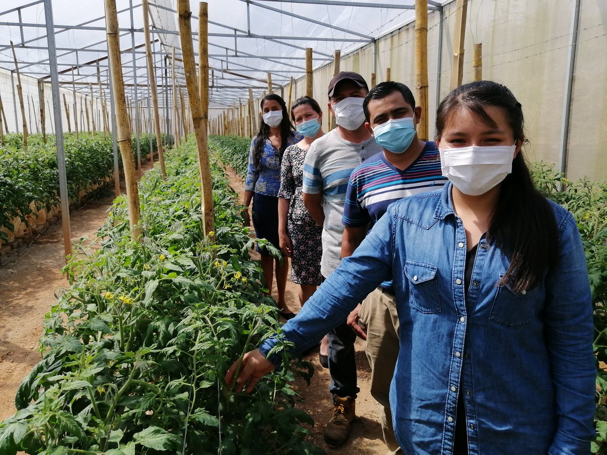 FAOElSalvador's tweet photo. 🇸🇻🇮🇹 Productoras y productores de tomate 🍅 de la Cooperativa ACPACUV de RL en Delicias de Concepción, Morazán, han participado desde el 2018 en un proceso de #DesarrolloDeCapacidades apoyado por @FAO y @AICSSanSalvador para promover la #InnovaciónAgrícola💡
#CDAIS #ElSalvador https://t.co/1zlAyssaCF