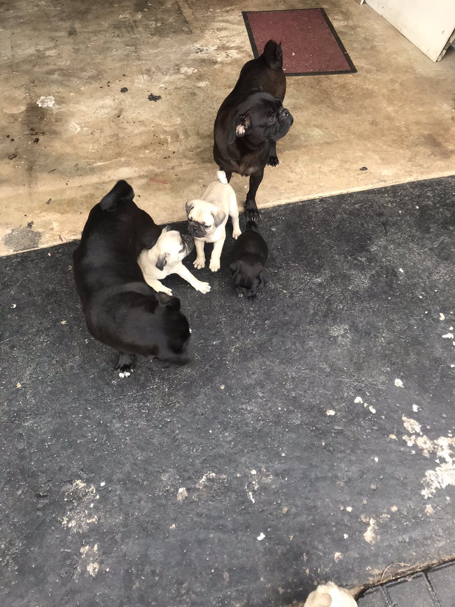 BigBoyQooQoo's tweet image. Pure breed Pugs going for 1.5K dm me. #PEtwitter