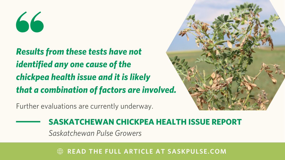 Saskatchewan Pulse Growers tweet media