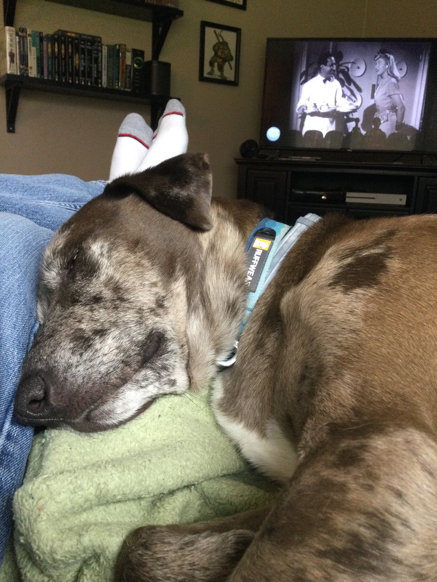Turkey day marathon and a sleeping pup.  Sometimes life is alright