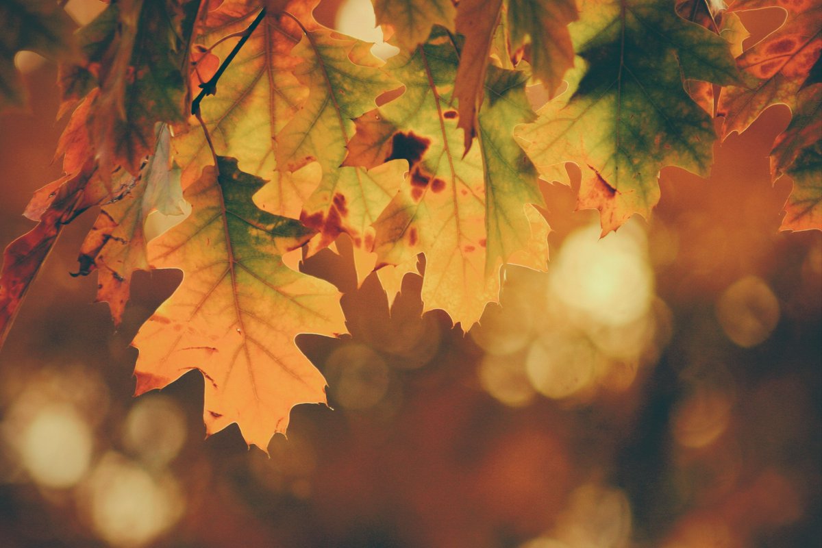 XMIgrowth's tweet photo. 🍁 From our XMI work family to yours, Happy Thanksgiving! We are grateful for you. https://t.co/8zRhCsEhRt