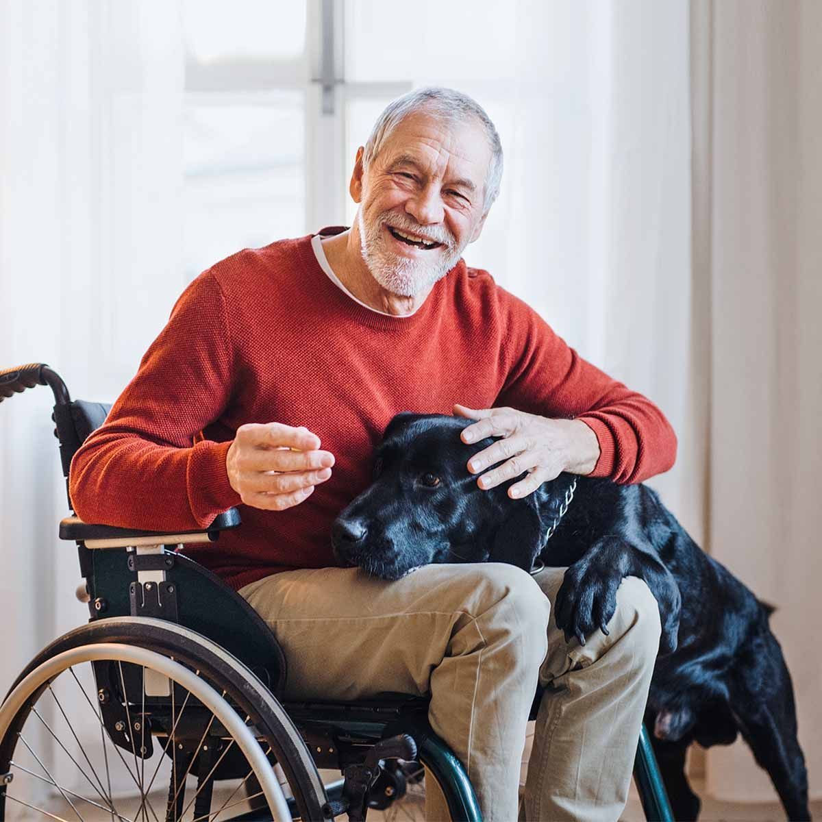 pet valu senior dog food