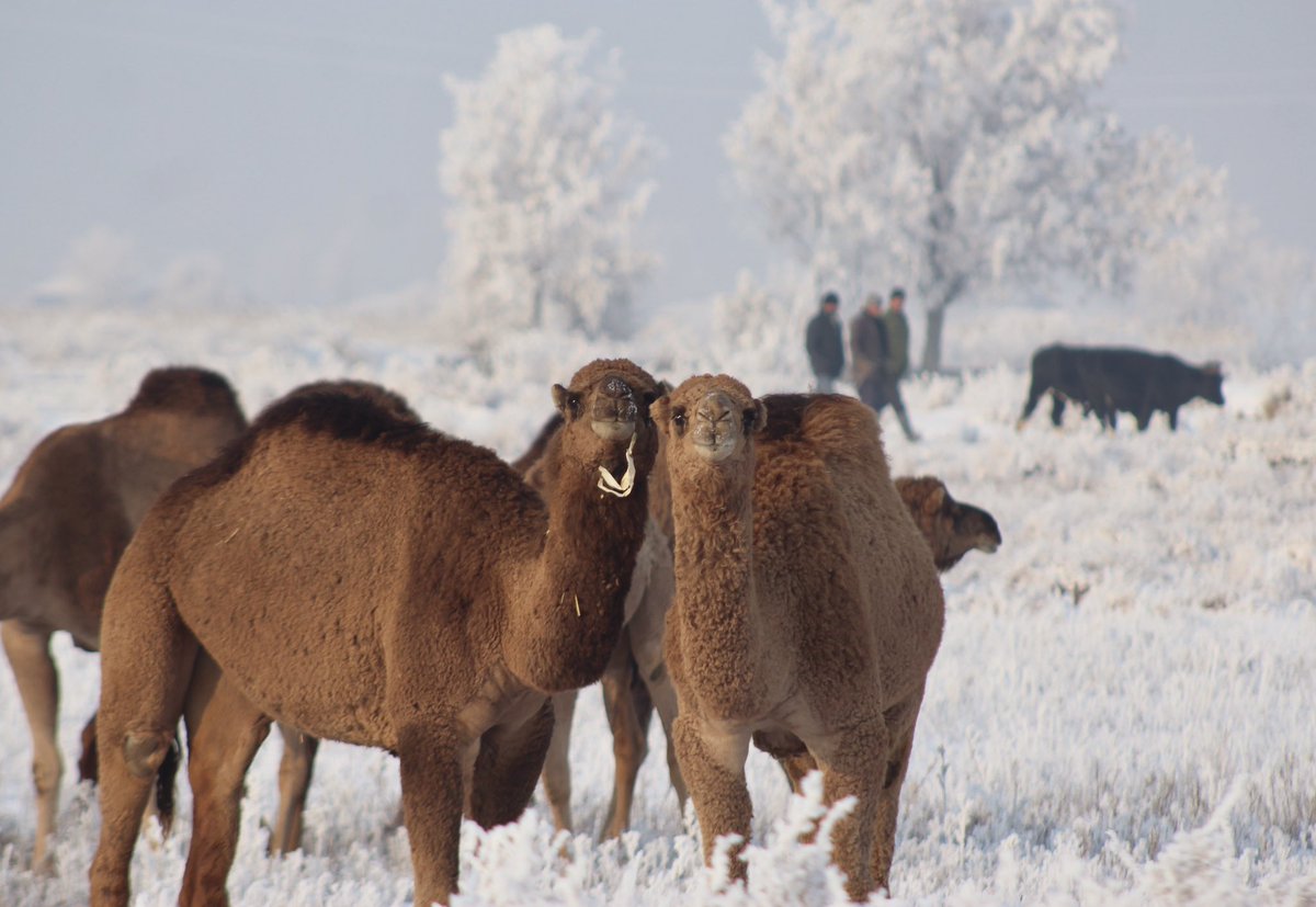 decouvrirlavie's tweet photo. Chapter 2: En route #MissionFindAral. A snowy visit to the town of Gagarin 🇺🇿.

The team meet dromedary camels! 🐪 They are the largest of camel species, weighing up to 600kg. 

It is estimated they were first domesticated in the Arabian Peninsula around 4,000 years ago! https://t.co/4ktdxXDAx8