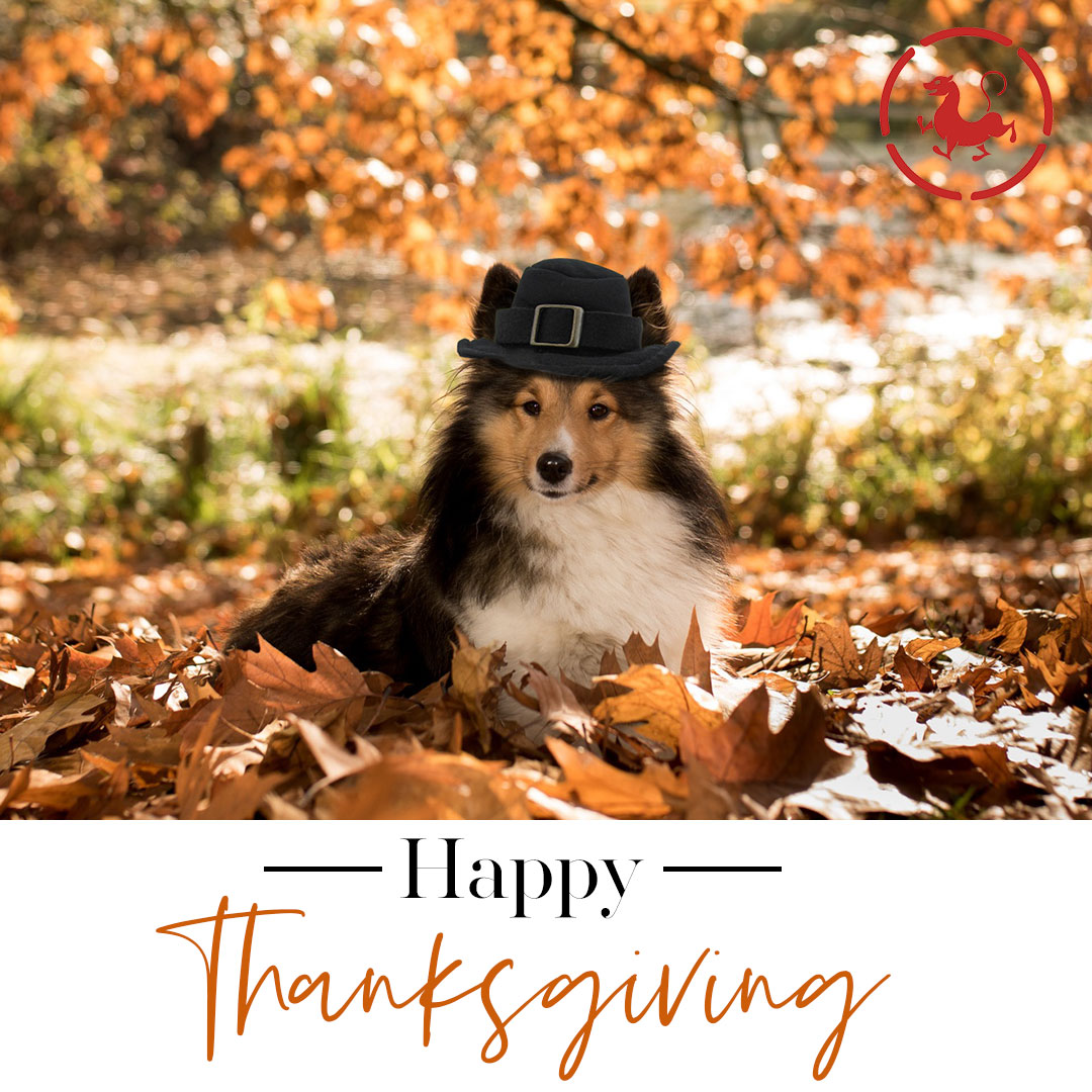 ChiUniversity's tweet photo. From all of us at Chi University, we wish you and your loved ones a Happy Thanksgiving.  #ChiUniversity  #TCVM  #Veterinary  #Veterinarian  #HolisticPet  #Acupuncture  #ChineseMedicine https://t.co/mHXvTML80F