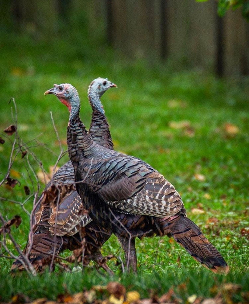 #HappyThanksgiving to all our American loved ones, friends and clients celebrating today! 🦃🦃
Link below to our Thanksgiving newsletter with some exciting new properties! 

mailchi.mp/ltrcastles.com…