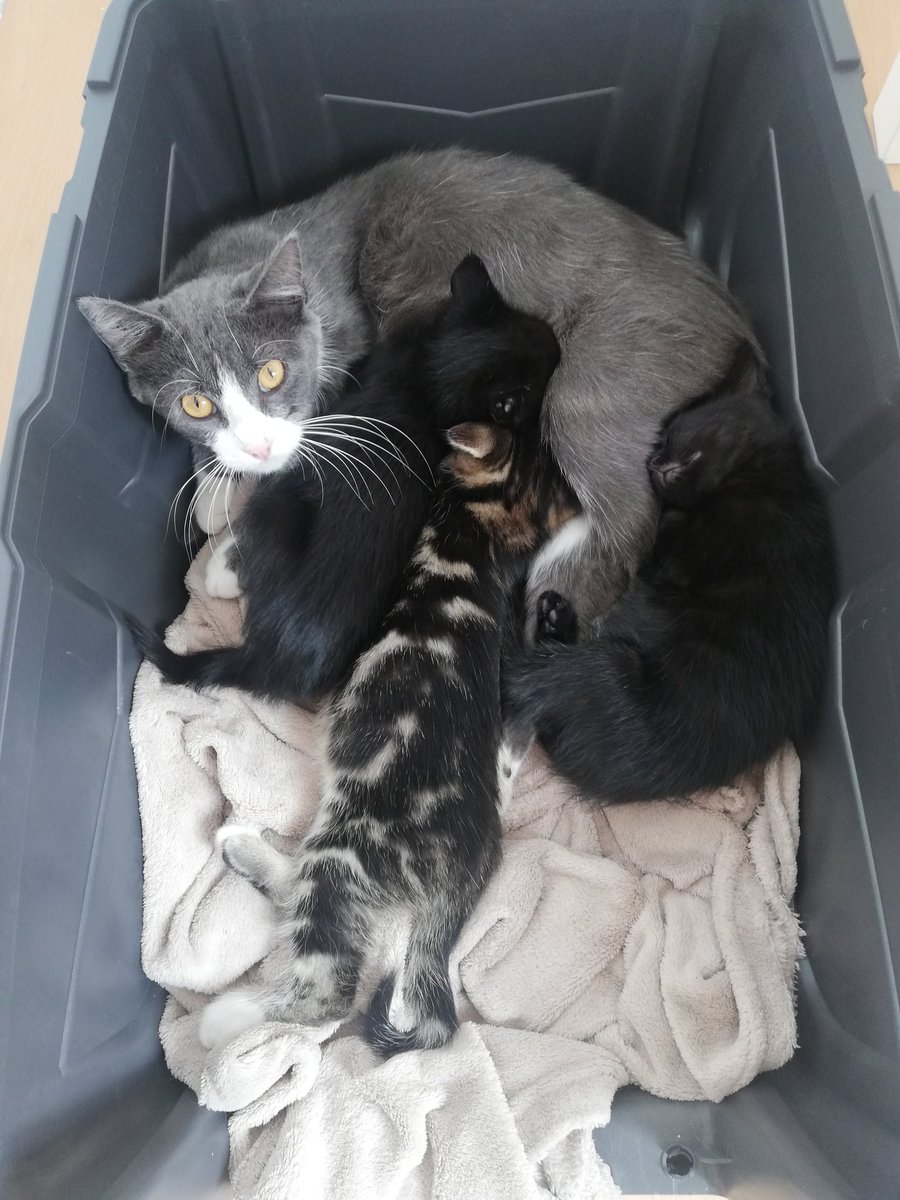 Quelle différence avec le 28 août.
On dirait un autre chat.
Mais le caractère reste identique 🙄