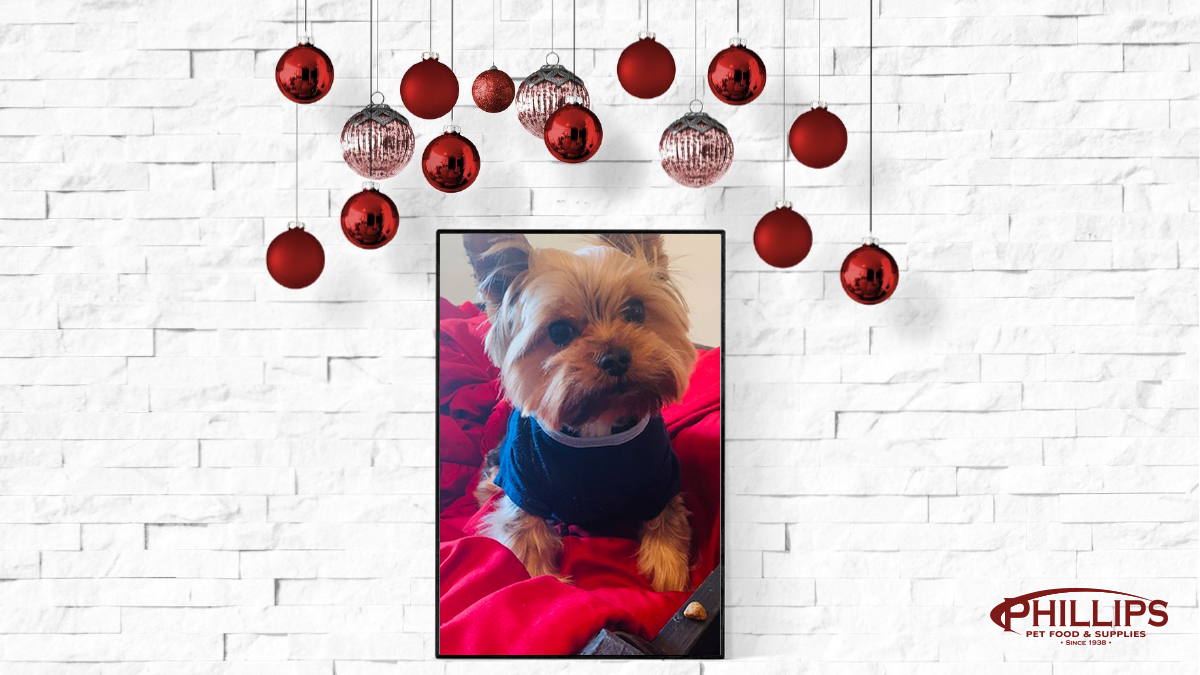 phillips pet food supply