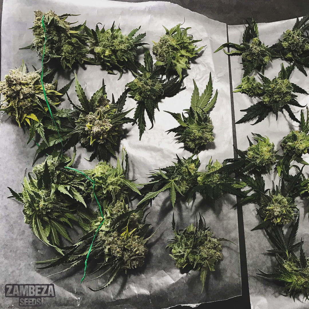 Time for a manicure✂

Do you cure your buds before or after drying? Let us know!

This Pineapple Express is from 📸grnhead05

 #zambeza #zambezaseeds #420life #sativa #indica #cannabiscommunity #thc #cannabis #terpenes #cannabisplants #mmjlife #cannabinoid #mmj #seeds