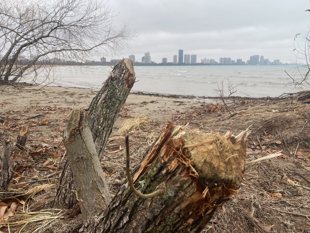 I’m looking for a beaver in the Montrose Beach dunes. 